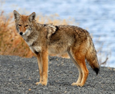 Coyote (Photo courtesy wikipedia.com)