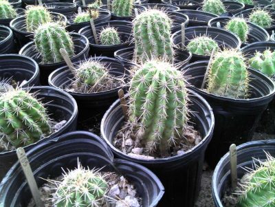 Approximately 1,000 endangered Arizona Hedgehog cactus grown on Resolution Copper’s JI Ranch were collected and replanted.