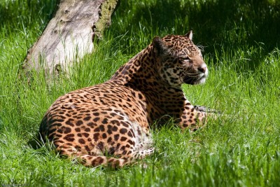 Panthera_onca_-Amazona_Zoo,_Cromer,_Norfolk,_England-8a