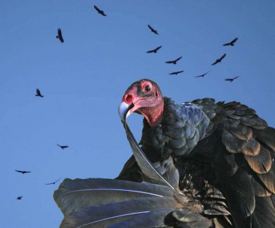 Turkey Vulture. Photo by Trish Gunther Van Housen