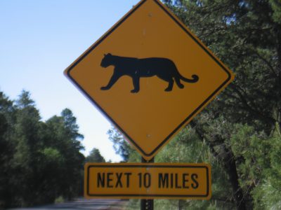 Mountain lion crossing sign